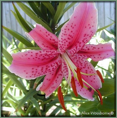 Burgendy Speckled Oriental Lily