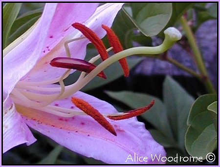 Pink Speckled Trumpet Cross