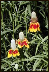 Prairie Coneflowers