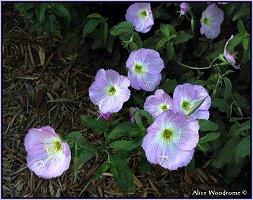 Missouri Primrose