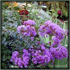 Purple Crepe Myrtle