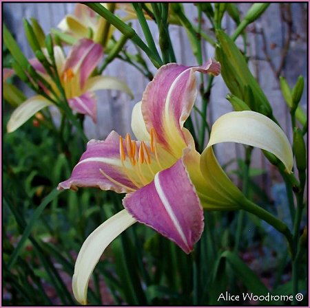 Purple and White Daylily