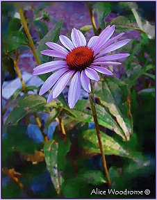 Purple Cone Flower