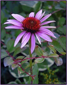 Purple Cone Flower