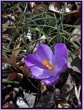 purple crocus