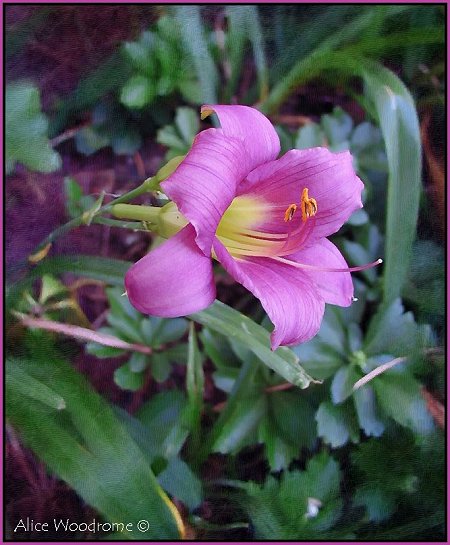 Purple dwarf daylily