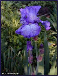 Purple Iris