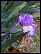 purple iris