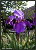 purple iris