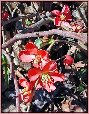 Japanese flowering Quince or Japonica