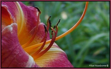 Raspberry Daylily