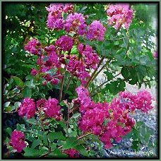 Red Crepe Myrtle