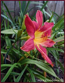 Red/Orange daylily