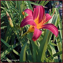 Red Orange Daylily