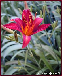 Hot Orange Daylily