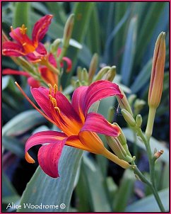 Red Orange daylily