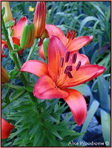 Red Orange Asiatic Lily