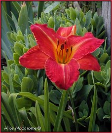 Red Orange Daylily