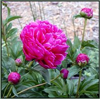 red peonies
