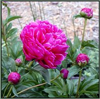 red peonies