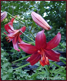 Red Velvet Asiatic Lilies