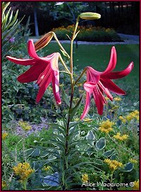 Red Velvet Asiatic Lily