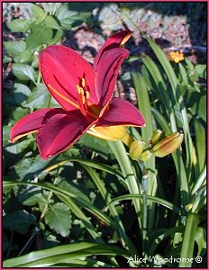 Red Velvet Daylily