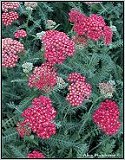 red yarrow