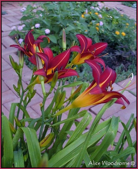 Dark Burgendy Red Daylilies