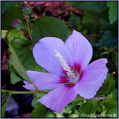 Rose of Sharon