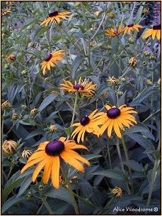 Rudbeckia