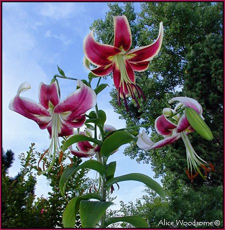 Scherherazade Lily