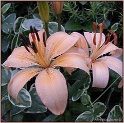 Sculptor Asiatic Lily