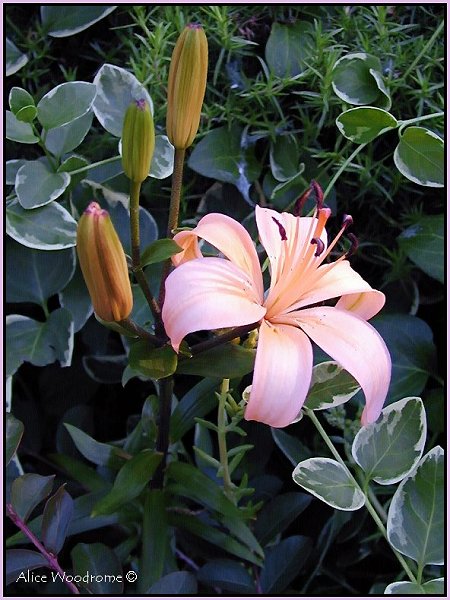 Sculptor Asiatic Lily