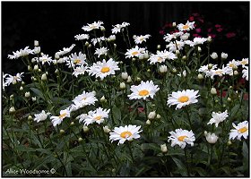 Shasta Daisies