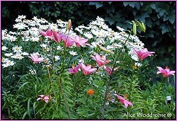 Shasta Daisies and Pink Lilies