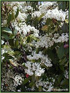 white flowering shrub