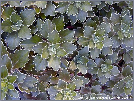 Silver and Gold Mums