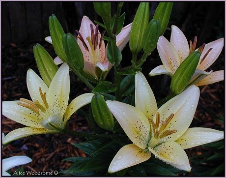 Asiatic Lily