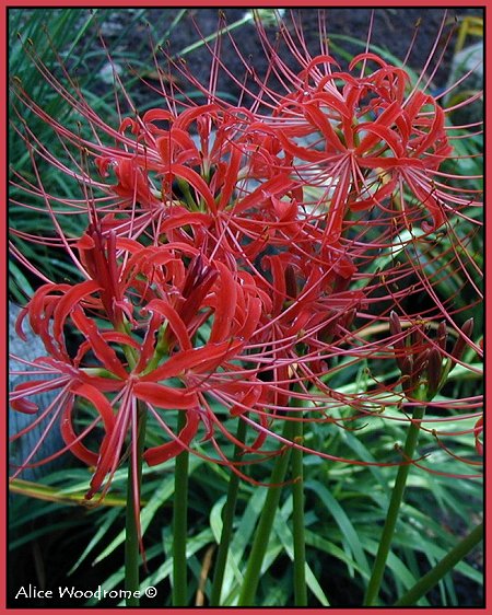 Spider lilies