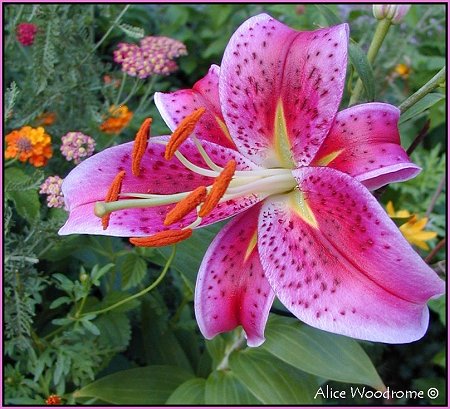 Stargazer Lily