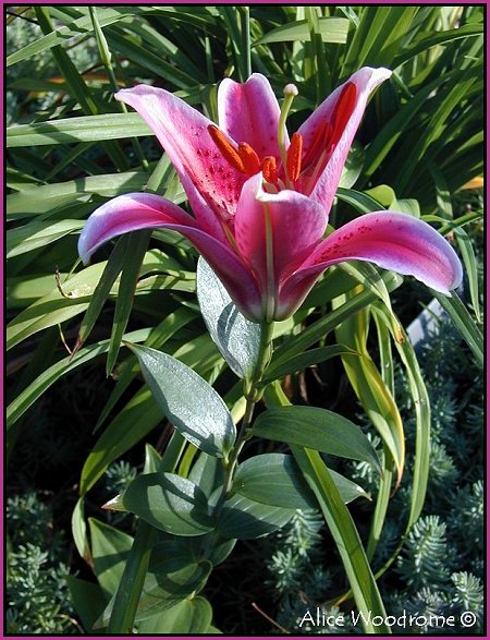 stargazer Oriental Lily