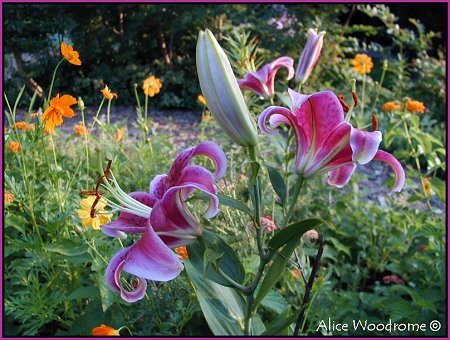 Stargazer Lilies