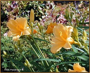 Stella de Ora Daylilies