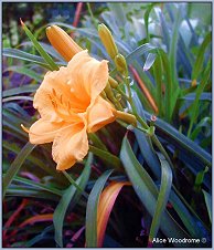 Stella deOra daylilies