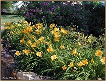 Stella de Ora daylilies and Spirea