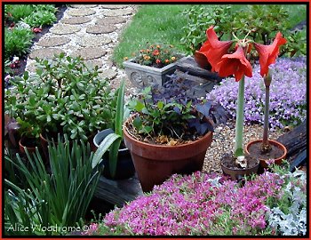 pots on garden steps