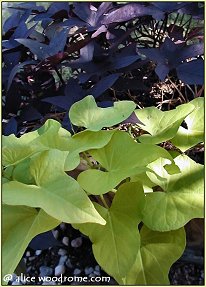 ornamental sweet potatoes