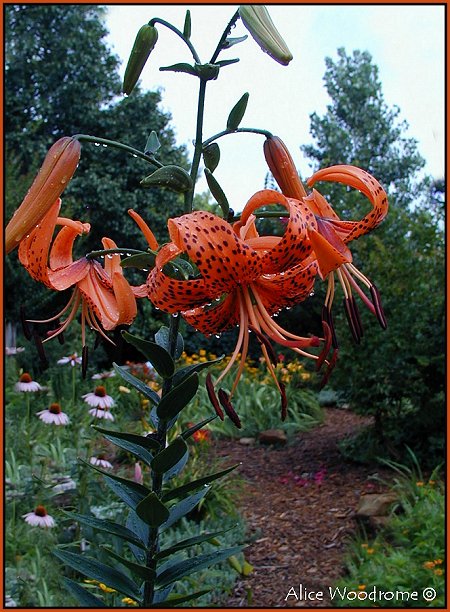 Tiger lilies