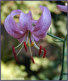 Tinkerbell Asiatic Lily